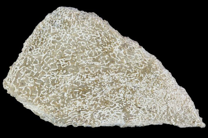 Polished Dinosaur Bone (Gembone) Section - Morocco #107159